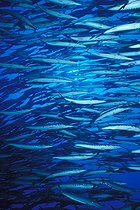 Biosphoto | 981083 | Blackfin Barracuda, Ras Mohammed, Sinai, Red Sea, Egypt | &copy; Borut Furlan / WaterFrame / Biosphoto