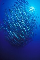 Biosphoto | 981184 | Blackfin Barracuda, Ras Mohammed, Sinai, Red Sea, Egypt | &copy; Borut Furlan / WaterFrame / Biosphoto