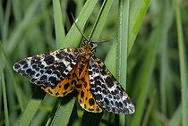 Biosphoto | 2459038 | Blackish Beauty (Arichanna melanaria) male on a leaf, Parc naturel régional des Vosges du Nord, France | &copy; Michel Rauch / Biosphoto