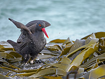 Biosphoto | 2621552 | Blackish oystercatcher (Haematopus ater) in kelp Durvillaea antarctica at coast of Bleaker Island. South America, Subantarctica, Falkland Islands, summer | &copy; Martin Zwick / Biosphoto