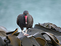 Biosphoto | 2621553 | Blackish oystercatcher (Haematopus ater) in kelp Durvillaea antarctica at coast of Bleaker Island. South America, Subantarctica, Falkland Islands, summer | &copy; Martin Zwick / Biosphoto