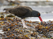 Biosphoto | 2621554 | Blackish oystercatcher (Haematopus ater) with chiton (Plaxiphora aurata) in beak in kelp at coast of Bleaker Island. South America, Subantarctica, Falkland Islands, summer | &copy; Martin Zwick / Biosphoto
