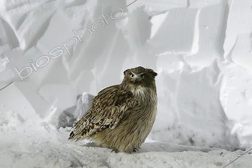 Biosphoto | 2035150 | Blackiston's Fish owl on snow at night - Hokkaido Japan | &copy; Claude Balcaen / Biosphoto