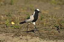 Biosphoto | 1518838 | Blacksmith Lapwing (Vanellus armatus), Chobe National Park, Botswana, Africa | &copy; Bernd Zoller / imageBROKER / Biosphoto