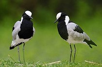 Biosphoto | 1517440 | Blacksmith lapwings or Blacksmith plovers (Vanellus armatus) | &copy; Herbert Kehrer / imageBROKER / Biosphoto