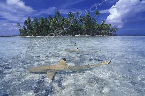 Biosphoto | 1076140 | Blacktip reef sharks in Rangiroa Lagoon French Polynesia  | &copy; Yves Lefèvre / Biosphoto