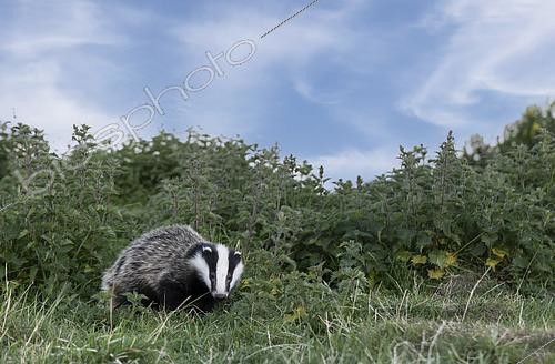 Biosphoto | 2601378 | Blaireau (Meles meles) dans une prairie au coucher du soleil, Angleterre | &copy; Frédéric Desmette / Biosphoto