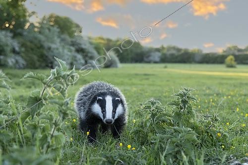 Biosphoto | 2601379 | Blaireau (Meles meles) dans une prairie au coucher du soleil, Angleterre | &copy; Frédéric Desmette / Biosphoto