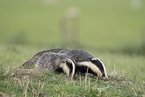 Biosphoto | 2601924 | Blaireau (Meles meles) femelle et jeune mangeant dans un pré au coucher du soleil, Angleterre | &copy; Frédéric Desmette / Biosphoto