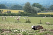 Biosphoto | 2601869 | Blaireau (Meles meles) marchant dans un pré au coucher du soleil, Angleterre | &copy; Frédéric Desmette / Biosphoto