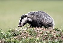 Biosphoto | 2601870 | Blaireau (Meles meles) marchant dans une prairie au coucher du soleil, Angleterre | &copy; Frédéric Desmette / Biosphoto