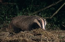 Biosphoto | 84378 | Blaireau qui ramène de la litière | &copy; Frédéric Fève / Biosphoto