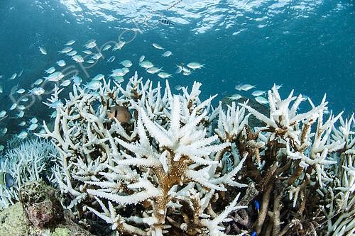 Biosphoto | 2125786 | Blanchiment de Coraux cornus aux Seychelles. C'est une augmentation anormale de la température de l'eau qui provoque le départ des micro-algues symbiotiques du corail (les zooxanthelles), et donc le blanchiment des colonies. | &copy; Mathieu Foulquié / Biosphoto