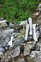 Biosphoto | 1455470 | Bleached bones of horses Chilkoot Trail Alaska USA | &copy; Christian Handl / imageBROKER / Biosphoto