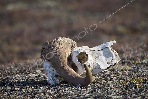 Biosphoto | 2486331 | Bleached skull of a musk ox, Holmbugt, Kong Oscar Fjord, Northeast Greenland National Park, Greenland, North America | &copy; Olaf Krüger / imageBROKER / Biosphoto