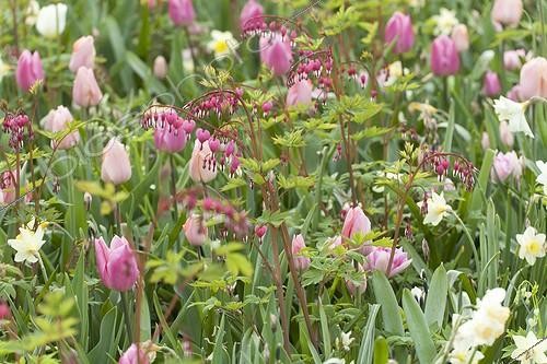 Biosphoto | 1135246 | Bleeding heart and tulips in bloom in a park | &copy; Hervé Lenain / Biosphoto
