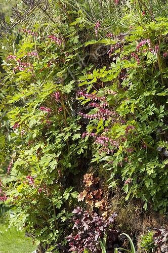 Biosphoto | 1528894 | Bleedinghearts and coralbells on a vertical garden ; Designer: Pierre-Alexandre RISSER | &copy; Alexandre Petzold / Biosphoto