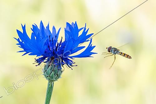 Biosphoto | 2629056 | Bleuet des champs ou centaurée bleuet (Centaurea cyanus) et Syrphe ceinturé (Episyrphus balteatus) en vol, Lorry-Mardigny, Lorraine, France | &copy; Stéphane Vitzthum / Biosphoto
