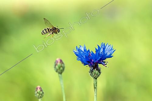 Biosphoto | 2629057 | Bleuet des champs ou centaurée bleuet (Centaurea cyanus) et abeille sauvage en vol, Lorry-Mardigny, Lorraine, France | &copy; Stéphane Vitzthum / Biosphoto