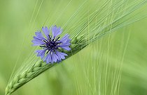 Biosphoto | 4776 | Bleuet sur un épi de blé vert Allemagne | &copy; Gerhard Schulz / Biosphoto