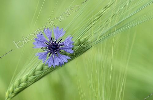 Biosphoto | 4776 | Bleuet sur un épi de blé vert Allemagne ; Le bleuet prouve l'absence d'herbiscides chimiques | © Gerhard Schulz / Biosphoto