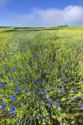 Biosphoto | 2489612 | Bleuets (Cyanus segetum) fleurissant dans un champ de céréale. Plante messicole en régression, Yonne, Bourgogne, France | &copy; Jean-Philippe Delobelle / Biosphoto