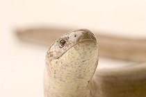 Biosphoto | 1451261 | Blindworm (Anguis fragilis) | &copy; Alfred Schauhuber / imageBROKER / Biosphoto