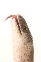 Biosphoto | 1452486 | Blindworm (Anguis fragilis) | &copy; Alfred Schauhuber / imageBROKER / Biosphoto