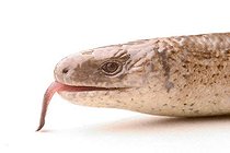 Biosphoto | 1452637 | Blindworm (Anguis fragilis) | &copy; Alfred Schauhuber / imageBROKER / Biosphoto