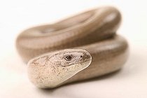 Biosphoto | 1452994 | Blindworm (Anguis fragilis) | &copy; Alfred Schauhuber / imageBROKER / Biosphoto