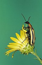 Biosphoto | 1494984 | Blister Beetle (Meloidae), adult on Golden Aster, Willacy County, Rio Grande Valley, Texas, USA | &copy; Rolf Nussbaumer / imageBROKER / Biosphoto