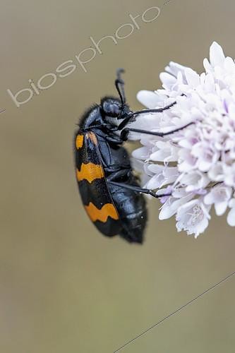 Biosphoto | 2526400 | Blister beetle (Mylabris variabilis) on Scabious (Scabiosa sp.), Bouches-du-Rhone, France | &copy; Marie Aymerez / Biosphoto