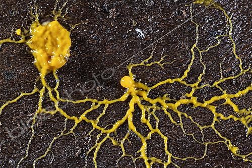 Biosphoto | 2621226 | Blob core (Physarum polycephalum) with its branches on dead wood, Saint-Pierre-La-Palud, Rhône, France. | &copy; Philippe Lebeaux / Biosphoto
