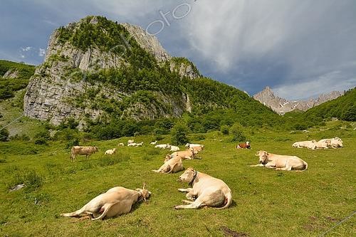 Biosphoto | 2441022 | Blondes d'Aquitaine en estive, Vallée d'Ansabère, Pyrénées, France | &copy; Georges Lopez / Biosphoto