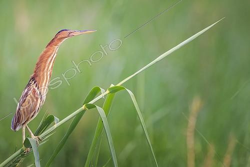 Biosphoto | 2601055 | Blongios nain (Ixobrychus minutus) femelle, dans une roselière du fleuve Okawango , Namibie, Afrique | &copy; Alain Roux / Biosphoto