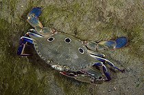 Biosphoto | 2561116 | Blood-spotted Swimming Crab (Portunus sanguinolentus), Bandara dive site, night dive, Weda, Halmahera, North Maluku, Indonesia, Halmahera Sea | &copy; Colin Marshall / Biosphoto