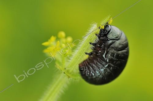 Biosphoto | 1257589 | Bloody-nosed Beetle larvae feeding on bedstraw France ; Near woods | &copy; Bernard Dubreuil / Biosphoto