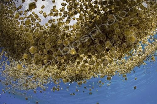 Biosphoto | 2048022 | Bloom de Méduses dé à coudre - Ile Cabilao Philippines | &copy; Franco Banfi / Biosphoto