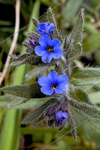 Biosphoto | 2068455 | Blooming dyer's alkanet (Alkanna tinctoria Tausch). Its red roots used to be a dyer. Balaguer. Noguera. Lleida. Catalonia. Spain. | &copy; Antoni Agelet / Biosphoto