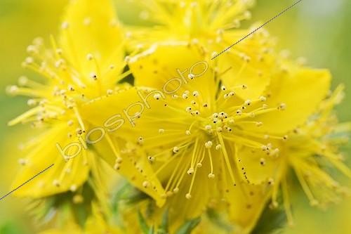 Biosphoto | 1601654 | Blossom of St John's wort (Hypericum perforatum) | &copy; Michael Peuckert / imageBROKER / Biosphoto
