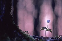 Biosphoto | 1136636 | Blossom Wood Anemone in undergrowth France | &copy; Florent Cardinaux  / Biosphoto