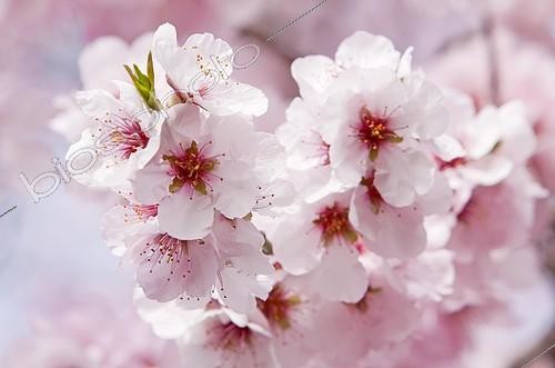 Biosphoto | 2285013 | Blossoming Almond (Prunus dulcis) tree branch, Southern Wine Route, Southern Palatinate, Pfalz, Rhineland-Palatinate, Germany, Europe | &copy; AnnaReinert / imageBROKER / Biosphoto