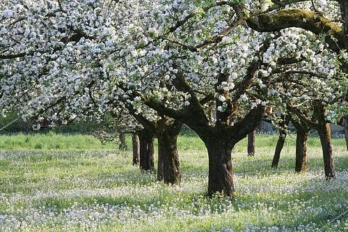 Biosphoto | 2173514 | Blossoming apple trees (Malus domestica) on a mixed orchard along with Cuckoo Flowers or Lady's Smock (Cardamine pratensis), Upper Bavaria, Bavaria, Germany, Europe | &copy; Heiner Heine / imageBROKER / Biosphoto