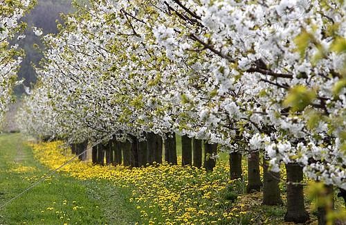 Biosphoto | 2285016 | Blossoming cherry trees, Thuringia, Germany, Europe | &copy; Jürgen Müller / imageBROKER / Biosphoto