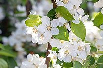 Biosphoto | 2504901 | Blossoms of Crabapple 'Evereste' | &copy; Marie Aymerez / Biosphoto
