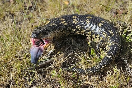 Biosphoto | 2071571 | Blotched Blue-tongued Lizard (Tiliqua nigrolutea), Kosciuszko National Park, Australie | &copy; Régis Cavignaux / Biosphoto