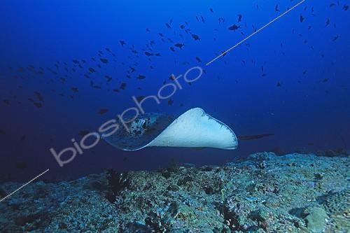 Biosphoto | 647402 | Blotched Fantail Ray swimming in a pass in the Maldives | &copy; Didier Brandelet / Biosphoto