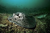 Biosphoto | 1190843 | Blotched Fantail Ray (Taeniura meyeni) lying on a coral reef, Musandam, Oman, Arabian Peninsula, Indian Ocean, Asia | &copy; Norbert Probst / imageBROKER / Biosphoto