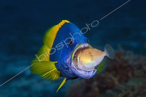 Biosphoto | 2091291 | Blue-and-yellow grouper (Epinephelus flavocaeruleus) juvenile swallowing prey, Reunion Island, Indian Ocean | &copy; Gabriel Barathieu / Biosphoto