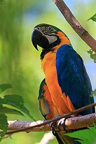 Biosphoto | 2395133 | Blue-and-yellow Macaw (Ara ararauna) on a branch, Costa Rica | &copy; Jean-François Noblet / Biosphoto
